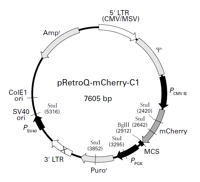pRetroQ-mCherry-C1载体图谱
